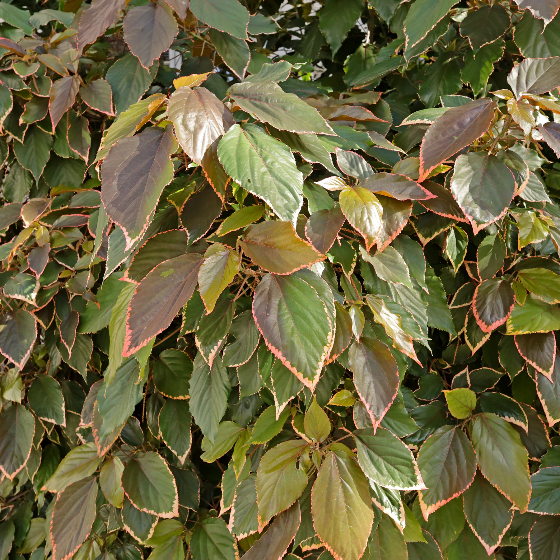 Acalypha wilkesiana cv Marginata