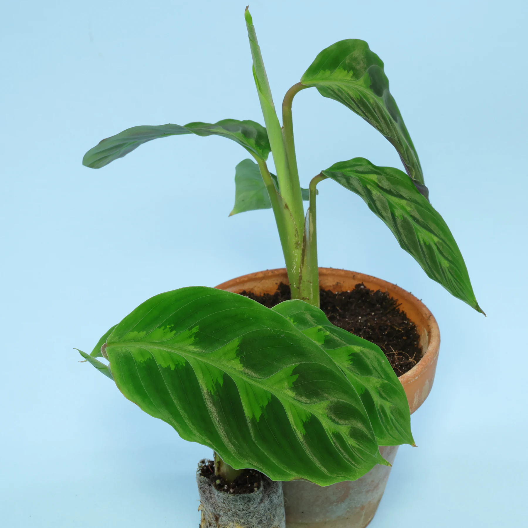 Calathea warscewiczii Baby Plants
