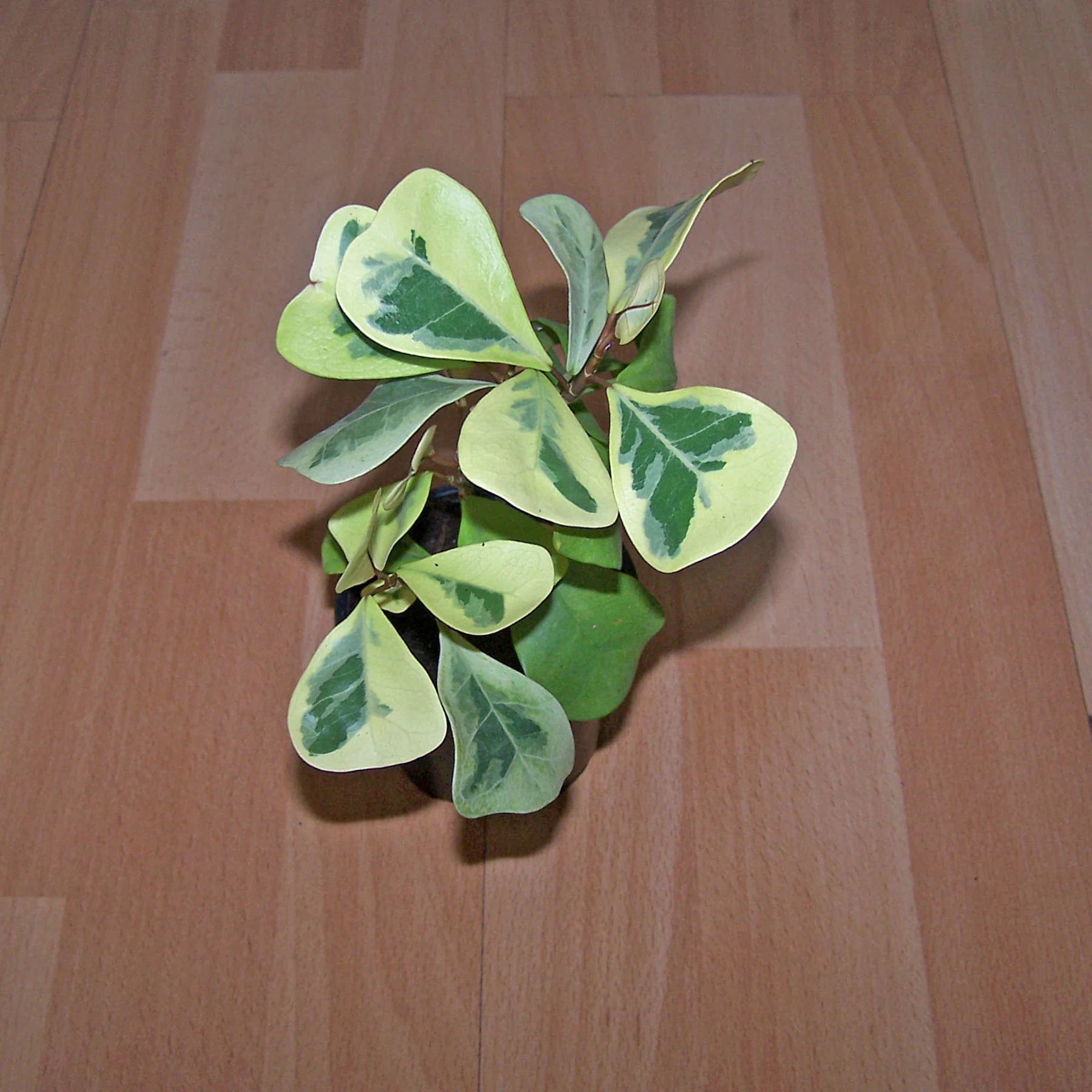 Ficus natalensis Malay Gold