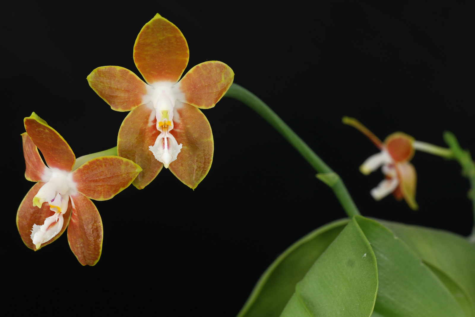Phalaenopsis venosa
